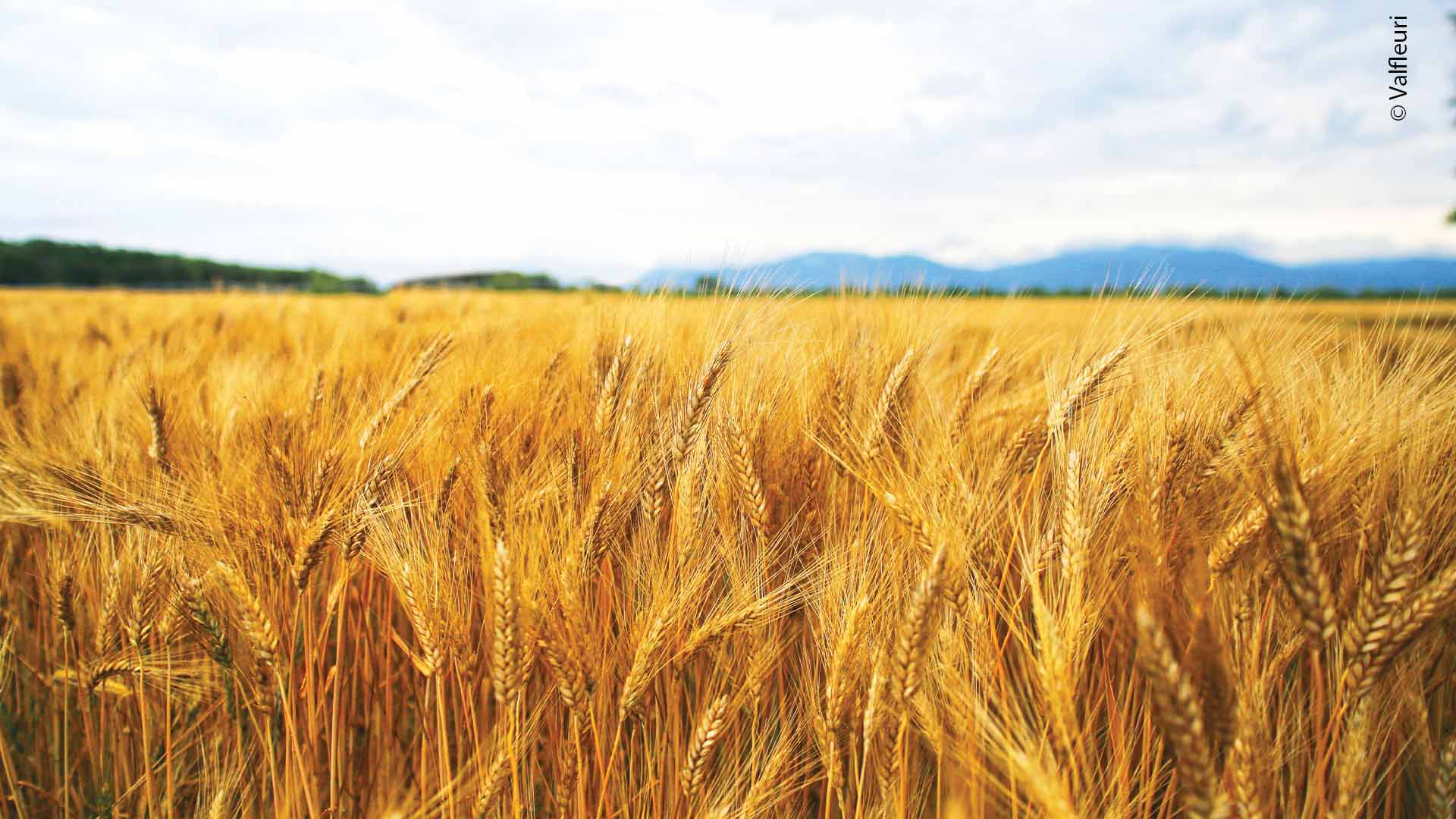 Valfleuri : fabricant de pâtes depuis 1922 ADN Mulhouse Sud Alsace Épis de blé dans un champ